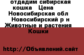 отдадим сибирская кошка › Цена ­ 10 - Новосибирская обл., Новосибирский р-н Животные и растения » Кошки   